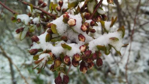 Meteo, ultime speranze d'inverno ma si teme per la "vera" primavera